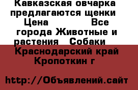 Кавказская овчарка -предлагаются щенки › Цена ­ 20 000 - Все города Животные и растения » Собаки   . Краснодарский край,Кропоткин г.